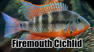 Firemouth Cichlid  Care Guide amp Species Profile [upl. by Alym]