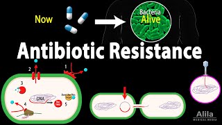 Antibiotic Resistance Animation [upl. by Elmore265]