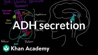 ADH secretion  Renal system physiology  NCLEXRN  Khan Academy [upl. by Phylis]