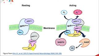 Reactive Oxygen Species [upl. by Moina464]