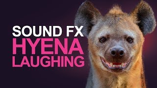 HYENA LAUGHING  Sound Effects High Quality [upl. by Huba135]