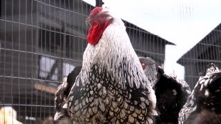 Silver Laced Wyandottes  Farm Raised With P Allen Smith [upl. by Ardnauqal]