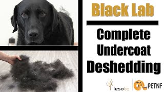 Black Lab  Full Undercoat Deshedding Tutorial [upl. by Acinelav]