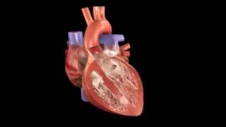 Fisiopatologia De la Cardiopatia Isquemica [upl. by Shani]