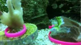 Montipora Eating Nudibranchs vs Hungry Wrasse [upl. by Haceber]