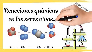 REACCIONES QUÍMICAS en los SERES VIVOS [upl. by Ylrehs]