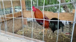 Morning feeding American gamefowl [upl. by Dorwin]