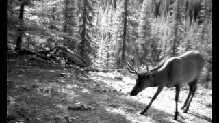 Banff National Park  A Wild Year [upl. by Retsevlys]