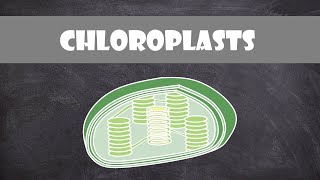 Chloroplast Structure and Function  Botany  Cell Biology [upl. by Filbert429]