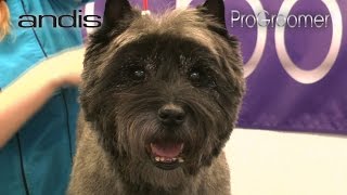 Grooming Guide  Cairn Terrier Pet Trim  Pro Groomer [upl. by Odlonra885]