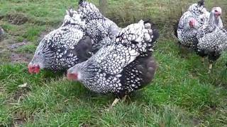 SILVER LACED WYANDOTTE LARGE FOWL FROM CHESHIRE POULTRY [upl. by Jueta141]