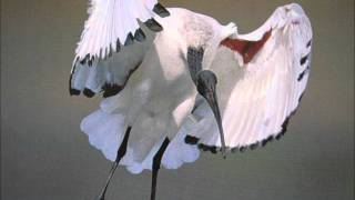 LAS HERMANAS HUERTALAS GAVIOTAS [upl. by Guthrie]