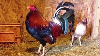 How to Start Gamefowl Breeding 2 [upl. by Marilou]