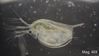 Daphnia magna under the Microscope [upl. by Tiffy]