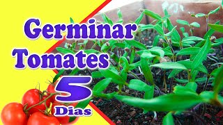 3 Passos Simples de Como Plantar Tomate germinando Muito RÃPIDO [upl. by Etnovaj]