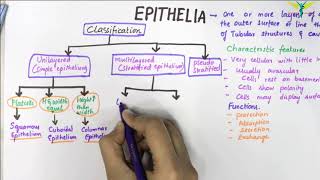 EPITHELIUM  Classification  Basic Histology [upl. by Pravit]