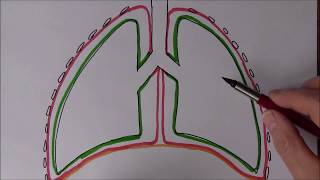 Respiratory System 4 Pressure changes during breathing [upl. by Gleda374]