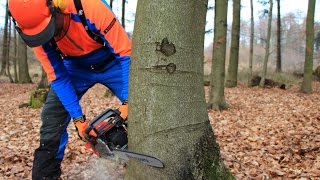 Baum fällen  sicher und richtig Teil 1 Grundlagen [upl. by Clift118]