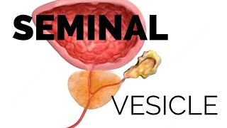 Seminal vesicle  structure properties composition and function [upl. by Silvers]