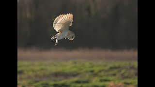 Barn Owl Hunting  DBLM Wildlife [upl. by Enihpled]