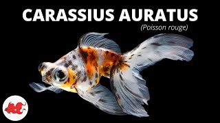 Poisson rouge  Carassius auratus ✔ [upl. by Barbabas]