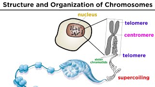 Chromosome Structure and Organization [upl. by Giesecke]