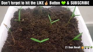 Growing Thuja Plant From Seeds  Morpankhi Plant  Sprouting Seeds [upl. by Iras585]