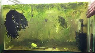 Scuds Daphnia Cherry Shrimp Copepods My aquatic food culture [upl. by Ecirtael]