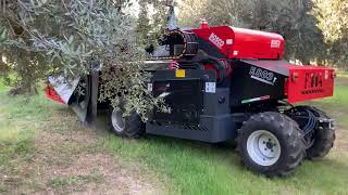 BOSCO  raccolta olive meccanizzata F804 testata vibrante  ombrello  mechanized olive harvest [upl. by Eisiam54]