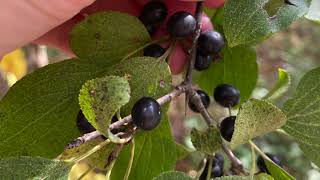 Rhamnus cathartica Rhamnaceae common buckthorn [upl. by Fisken]