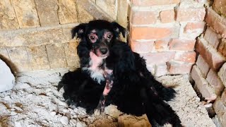 Rescued sick dog with 5 puppies [upl. by Ealasaid]