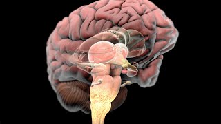 Complex Regional Pain Syndrome CRPS [upl. by Trahurn]