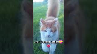 mi gatito 💔 [upl. by Akiret433]