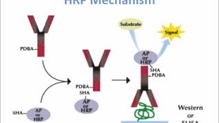 Horse Radish Peroxidase HRP Mechanism of Action [upl. by Lalaj]