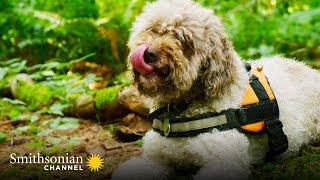 This Truffle Dog is Facing a Really Challenging Truffle Hunt  Smithsonian Channel [upl. by Erdnassak963]