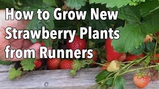 Growing Strawberries How to Grow New Strawberry Plants from Runners [upl. by Casanova]