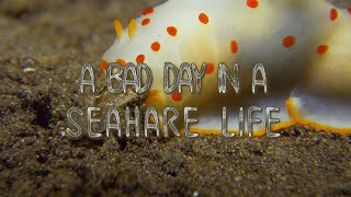 Nudibranch eating nudibranch  A day in a sea hare life [upl. by Namaj]