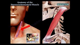 Anatomy Of The Sternocleidomastoid Muscle  Everything You Need To Know  Dr Nabil Ebraheim [upl. by Rus]