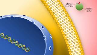 Fasting and Hormones  What You Need to Know [upl. by Gonzales590]