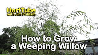 How to grow a Weeping Willow  Salix babylonica  Fast Growing Graceful Tree [upl. by Ahl]