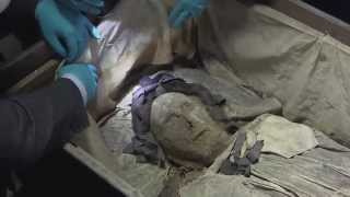 quotAstonishinglyquot wellpreserved 17th century mummy found [upl. by Nwahser389]