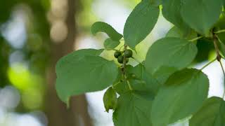 Rhamnus cathartica  Common Buckthorn [upl. by Donnelly929]