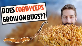 Does Cordyceps Actually Grow On Bugs Know The Difference [upl. by Christmann594]