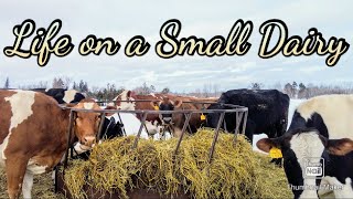 A Day on a Small Dairy Farm [upl. by Vassili]