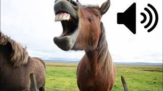 Laughing horse sound free to use [upl. by Yrahca842]