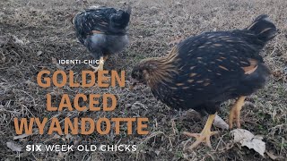 Golden Laced Wyandotte 6WeekOld Chicks [upl. by Ahsieni]