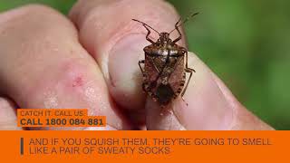 Brown marmorated stink bugs  Catch it Call us [upl. by Aleahs]