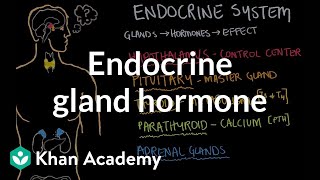 Lhypothalamus et lhypophyse Système endocrine [upl. by Ranzini]