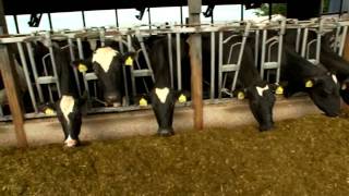 Dairy Farming Documentary [upl. by Sualokcin]