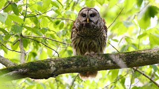 Barred Owls calling [upl. by Nelak]